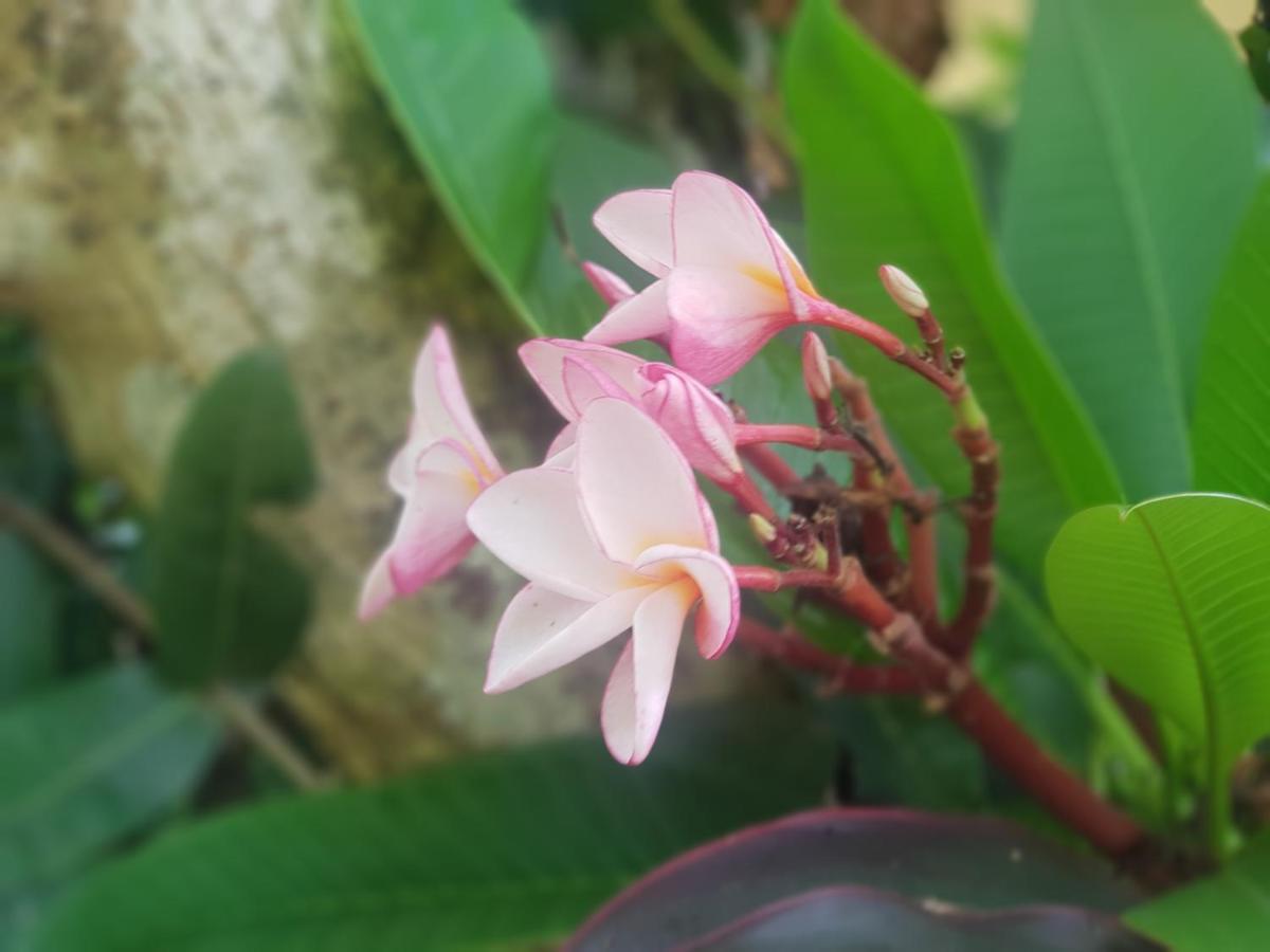 Vang Vieng Ruby'S Homestay Екстериор снимка